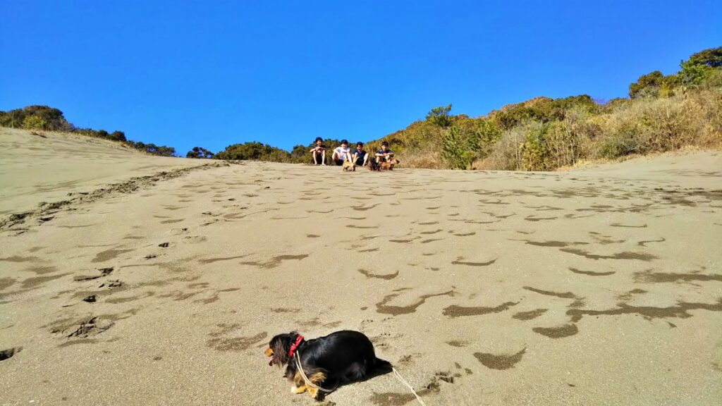 平砂浦の砂山（館山砂丘）浜から吹き上げられた砂で出来た砂山。スノーボードの様に滑り下りることが出来ます